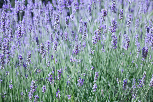 Lavender flower blooming in summer - Photo, Image