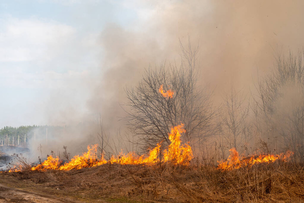 Incendie de forêt, feu de forêt gros plan - Photo, image