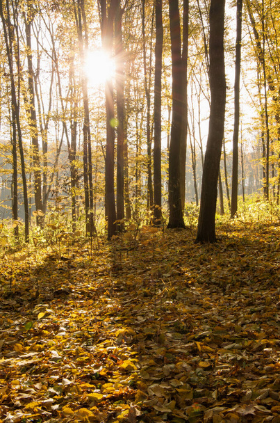 Красивый золотой осенний пейзаж - Фото, изображение