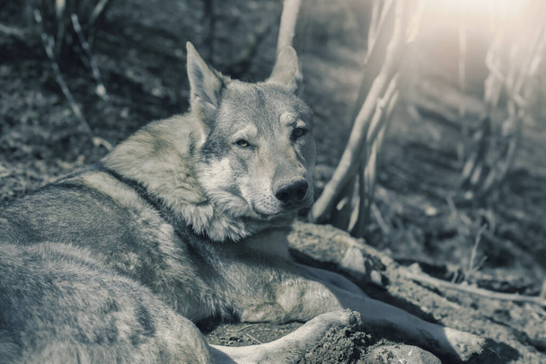 Czechoslovakian wolfdog relaxing in the forest on a sunny day. High quality photo - Photo, Image