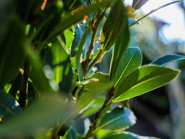 Close-up macro vview of green leaves of Bay laurel leaves Laurus nobilis with sunlight flare - Photo, Image