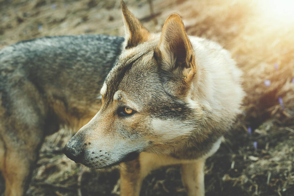 Portret van de Tsjechoslowaakse wolfhond op het weitje. Hoge kwaliteit foto - Foto, afbeelding