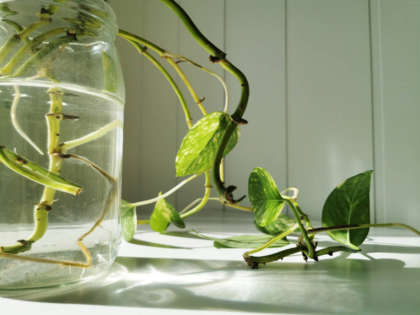 A closeup of the growing plant in the glass jar filled with water on the white table - Valokuva, kuva