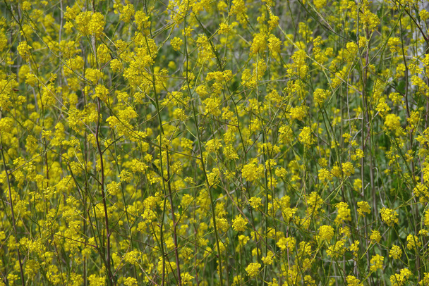 Žluté květy černých hořčičných rostlin Brassica nigra, každoroční non-nativní, invazivní bylina naturalizována ve volné přírodě v Kalifornii - Fotografie, Obrázek