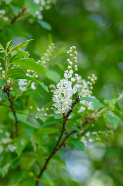 Prunus padus white flowering bird cherry hackberry tree, hagberry mayday tree in bloom, ornamental park flowers on branches with green leaves - Photo, Image