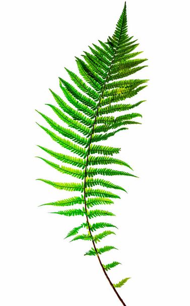Fern leaf, isolated on white background, with clipping path - Foto, Imagem
