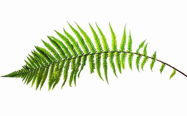 Fern leaf, isolated on white background, with clipping path - Foto, afbeelding