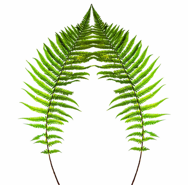 Fern leaves  isolated on white background - Foto, afbeelding