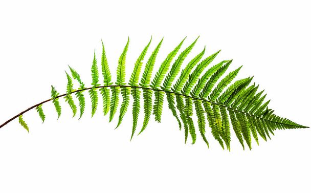 Fern leaf, isolated on white background, with clipping path - 写真・画像