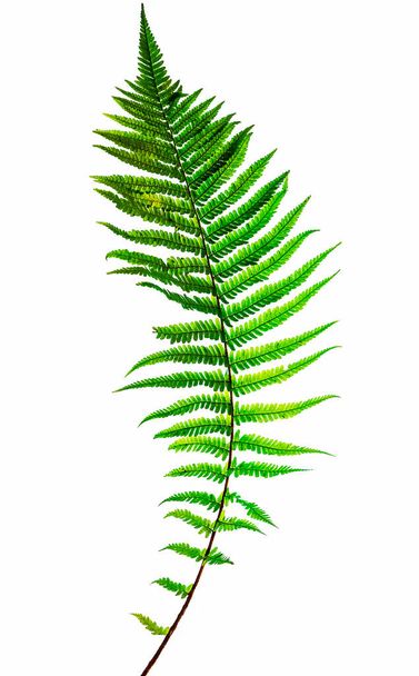 Fern leaf, isolated on white background, with clipping path - Fotoğraf, Görsel