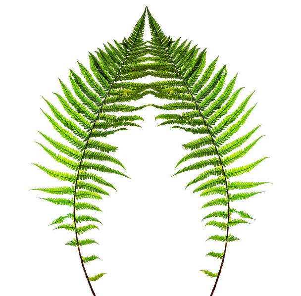Fern leaves  isolated on white background - Foto, afbeelding