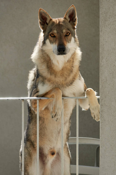 Cane lupo cecoslovacco in piedi su due gambe sul balcone della casa                                - Foto, immagini