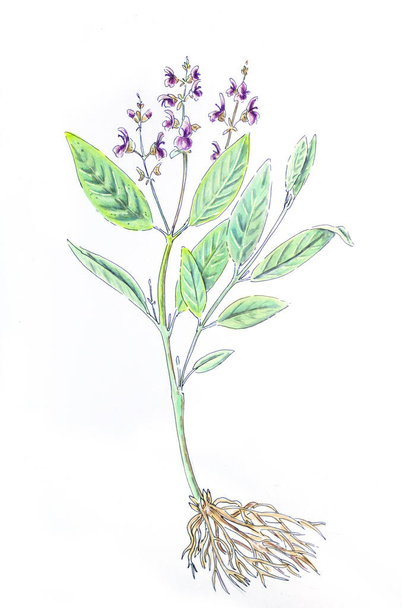 Salvia. Croquis dessin à la main sur fond blanc - Photo, image