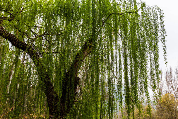 Weeping willow next to the old train track and the Serpis river in Villalonga, Valencia, Spain. - Photo, Image