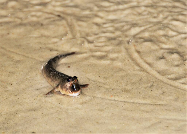Mudkipparit ovat sammakkokaloja. Mudskipperit ovat tunnettuja epätavallisesta ulkonäöstään ja kyvystään selviytyä sekä vedessä että siitä poispäin.. - Valokuva, kuva