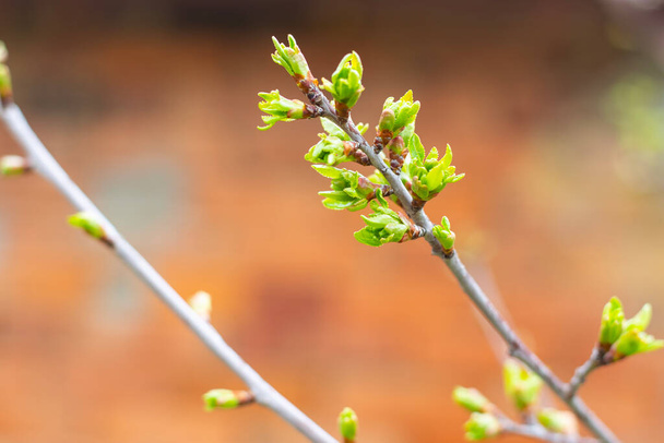 Young twigs of a cherry tree with blossoming green leaves. The awakening of nature in the spring. - Photo, Image