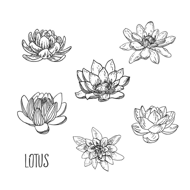 Hand drawn vector lotus, water lily set - Vektori, kuva