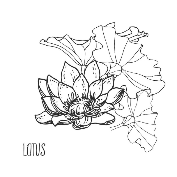 Hand drawn vector lotus, water lily with leaves - Vektor, kép