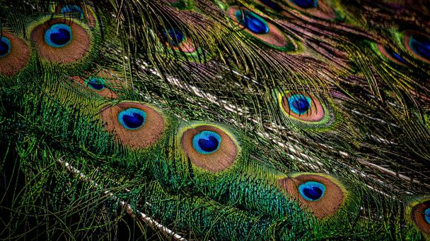 Pluma del pavo real de cerca. Peafowl macho indio. Plumaje metálico azul y verde. Plumas de pluma. Patrón natural con macetas. Belleza en la naturaleza. - Foto, Imagen