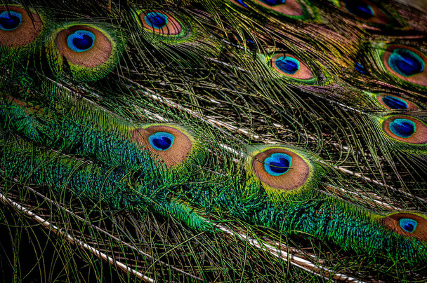 Peacock feather close up. Male Indian peafowl. Metallic blue and green plumage. Quill feathers. Natural pattern with eyespots. Beauty in nature. - Фото, зображення
