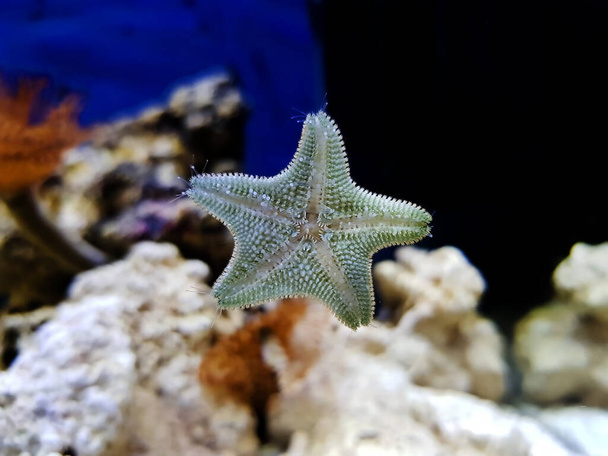 Starlet cushion starfish - Asterina gibbosa - Photo, Image