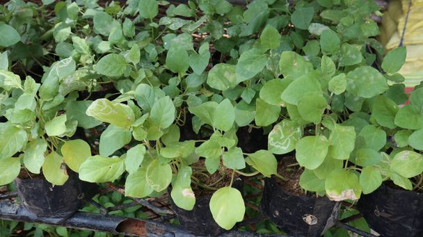 Muchas plántulas de berenjena plantadas en bolsas negras colocadas en un soporte de hierro en el vivero de la planta - Foto, imagen
