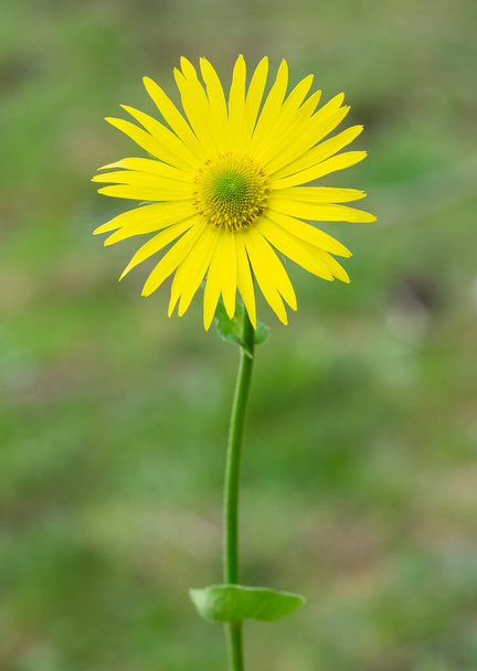 photos of yellow flowers growing at high altitude - Photo, Image