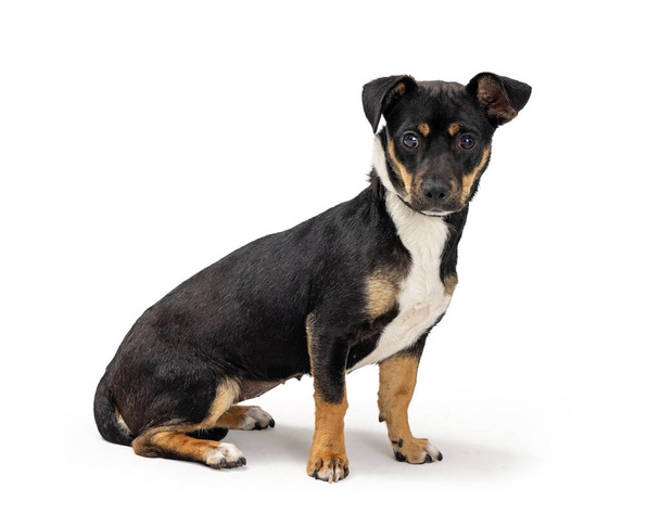Mixed small breed tri-color chihuahua and terrier dog sitting to side and turning head to look forward - Photo, Image