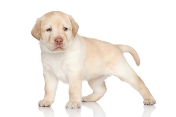Labrador retriever puppy portrait - 写真・画像