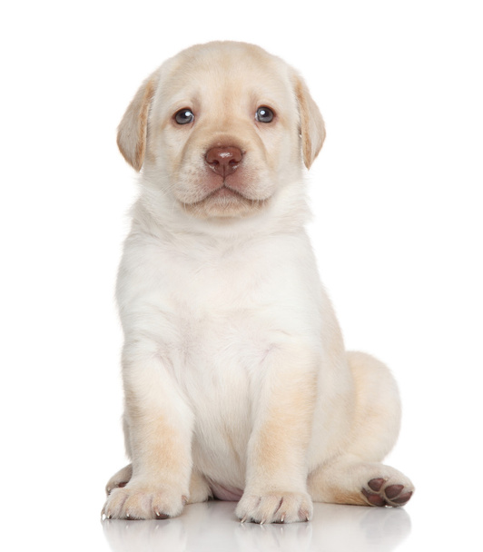Labrador retriever puppy portrait - Foto, immagini