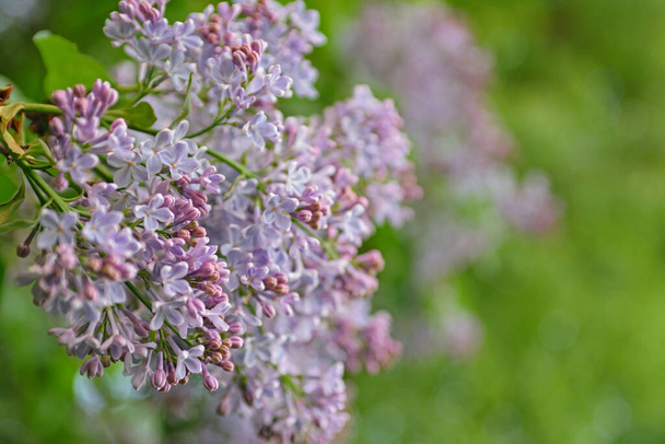 Lush lilac bushes blooming in spring - Photo, Image
