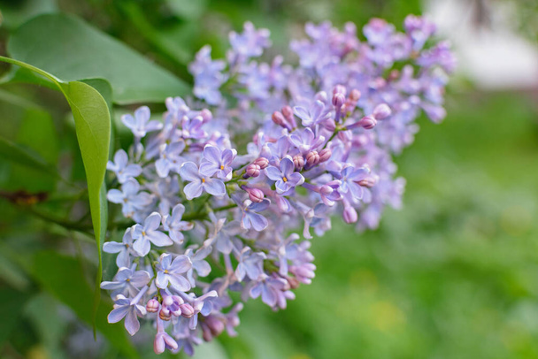Exuberantes arbustos lila que florecen en primavera - Foto, Imagen