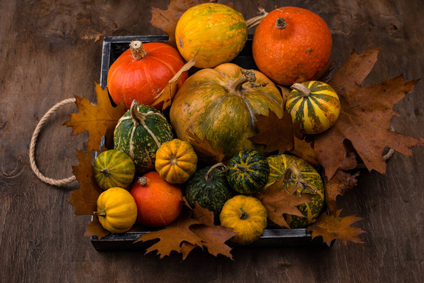 Various decorative pumpkins. Autumn concept - Photo, Image
