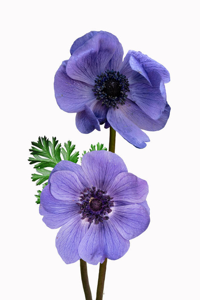 Beautiful blue anemone flowers isolated on white background - Фото, зображення