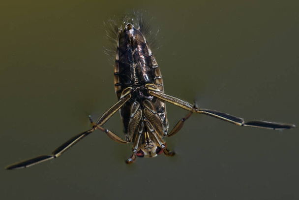 Primer plano de un insecto nadador de fondo - Foto, Imagen