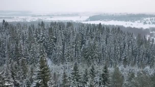 常緑のトウヒの木の森と冬の霜の風景の空中ビュー。クリップ。霧深い空を背景にした雪の地面と白木. - 映像、動画