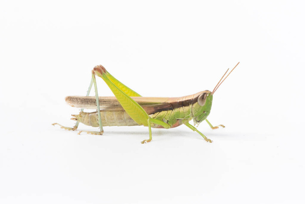 η πράσινη αποδημητική ακρίδα που απομονώνεται σε λευκό φόντο - Φωτογραφία, εικόνα