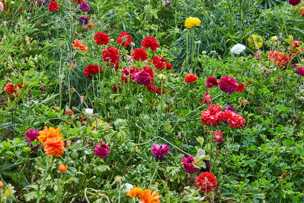 Keräämällä kauniita värikkäitä kukkia maatilalla kasvihuoneessa on suuri vetovoima rentoutumiseen. - Valokuva, kuva