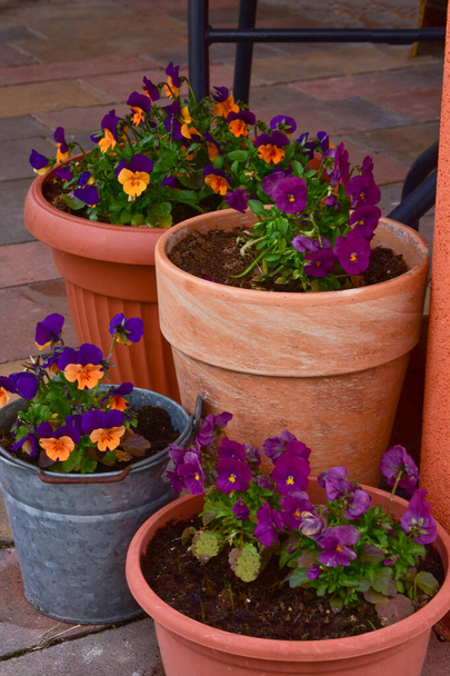 Panela de flores com perfeitos, decoração no terraço durante a primavera. - Foto, Imagem