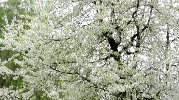 Valkoinen kukkiva puu ja ruoho metsässä, perhe taustalla
. - Materiaali, video