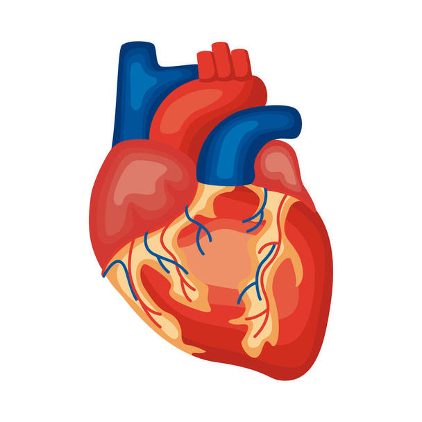 heart organ human - Vector, Image