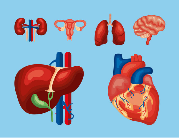 six organes humains - Vecteur, image