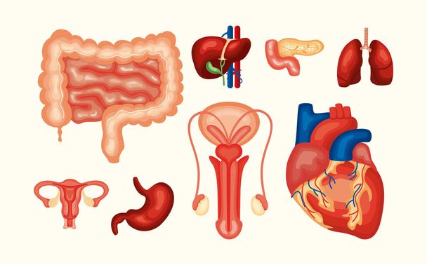 otto organi umani - Vettoriali, immagini