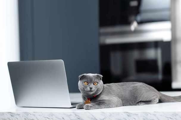 A cute gray cat Scottish Fold is resting near the laptop or computer on the table in kitchen. - Photo, image