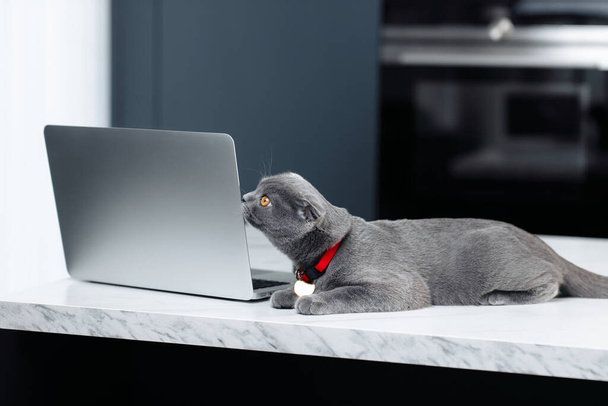 A curious gray cat Scottish Fold is resting near the laptop or computer on the table in kitchen. - Φωτογραφία, εικόνα