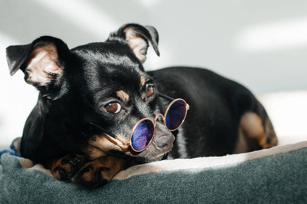 malý černý pes, doma na slunci s brýlemi - Fotografie, Obrázek