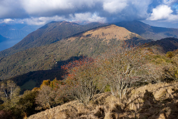Een schilderachtige opname van wilde bloeiende bomen op een berg piek met zonnestralen - Foto, afbeelding