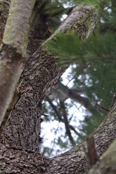 葉がぼやけている松の木の低角度のショット - 写真・画像