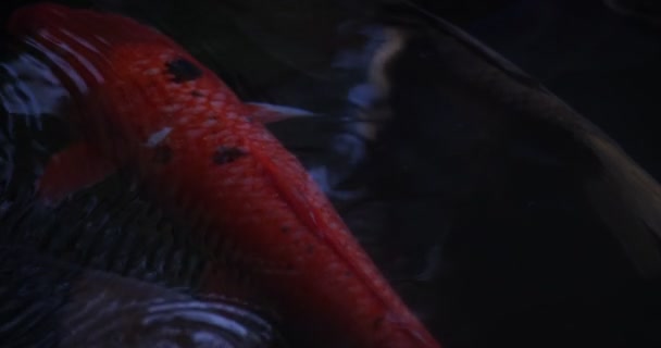 slow motion of carp swimming in the aquarium close up - Footage, Video