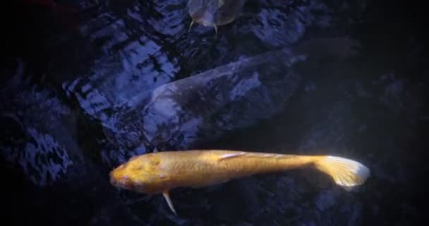 cámara lenta de la carpa nadando en el acuario de cerca - Imágenes, Vídeo